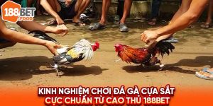 Kinh Nghiệm Chơi Đá Gà Cựa Sắt Cực Chuẩn Từ Cao Thủ 188BET